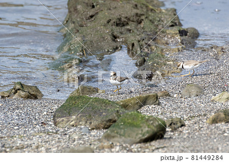 コチドリ 81449284