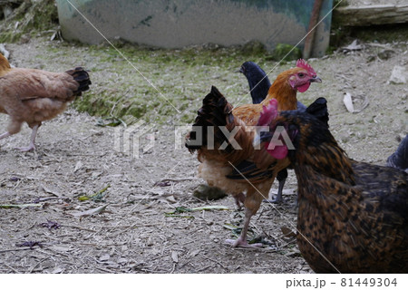 酉 おんどり そばだてる 81449304