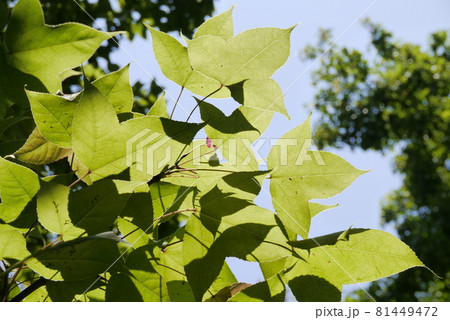 楓 カエデ メープル 81449472
