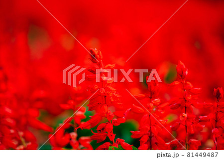 満開のサルビアの花 満開のサルビアの花 81449487