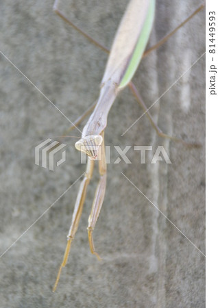 電柱に逆さまにとまっているカマキリの写真素材 [81449593] - PIXTA