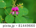 萩の花 81449660