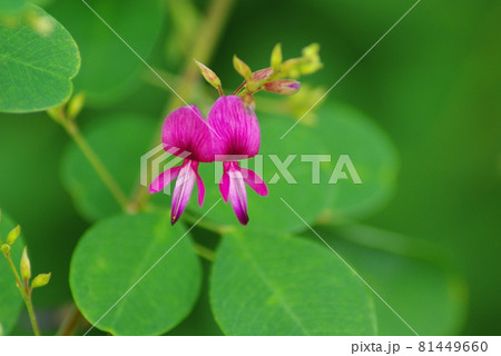 萩の花 81449660
