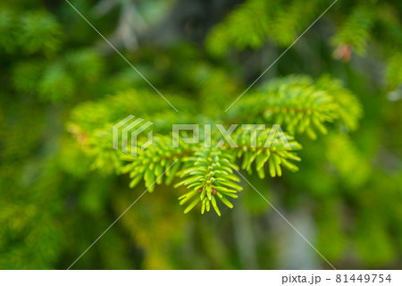 秋の立山弥陀ヶ原のハイマツ群生地 秋の立山弥陀ヶ原のハイマツ群生地 81449754