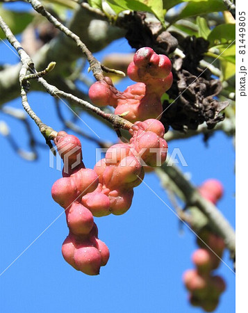 赤く色づいたコブシの実 81449805