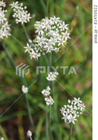 夏の終わり庭先に咲いたニラの白い花の写真素材