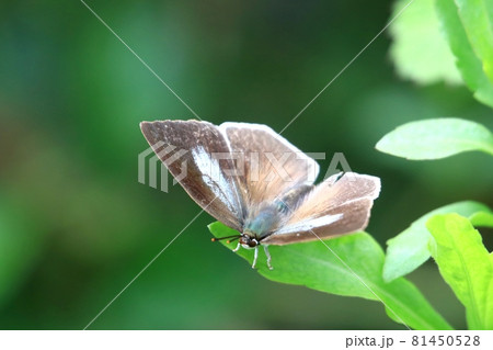 ウラギンシジミ 81450528