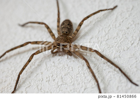 洗面所にいたアシダカグモ 81450866