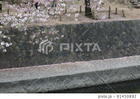夙川公園の桜 81450892