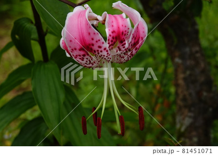 自生するカノコユリの花 自生するカノコユリの花 81451071