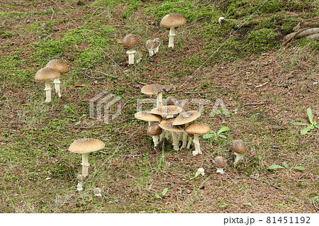 イボテングタケ　疣天狗茸　テングタケ　天狗茸　毒キノコ 81451192