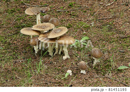 イボテングタケ　疣天狗茸　テングタケ　天狗茸　毒キノコ 81451193