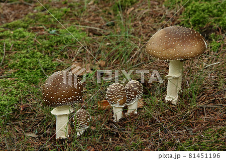 イボテングタケ　疣天狗茸　テングタケ　天狗茸　毒キノコ 81451196