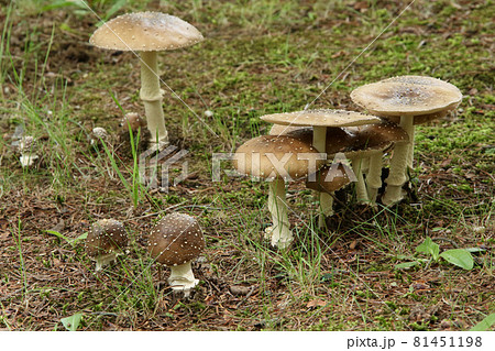 イボテングタケ　疣天狗茸　テングタケ　天狗茸　毒キノコ 81451198