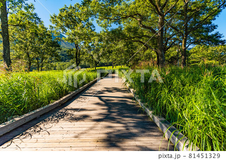 長者原湿原遊歩道の木陰の風景 81451329