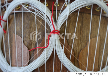 たくさんの　箏　琴　 81451642