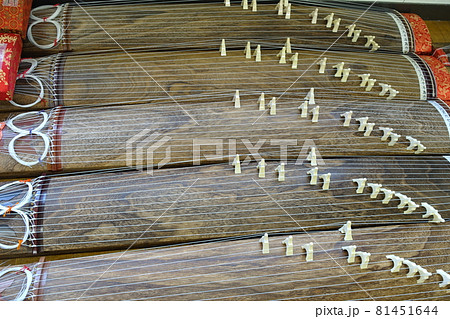 たくさんの　箏　琴　 81451644