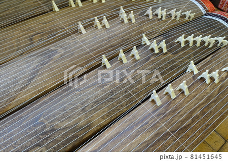 たくさんの　箏　琴　 81451645
