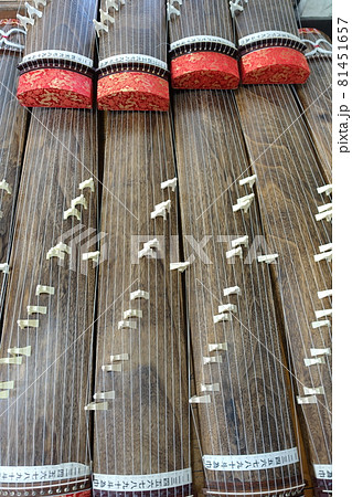 たくさんの　箏　琴　 81451657