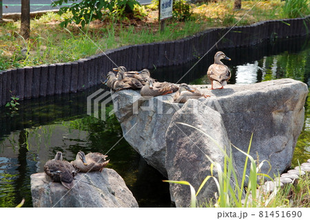 江川せせらぎ遊歩道　カルガモの親子　神奈川県川崎市 81451690