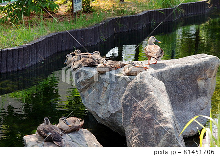 江川せせらぎ遊歩道 カルガモの親子 神奈川県川崎市 江川せせらぎ遊歩道 カルガモの親子 神奈川県川崎市 81451706