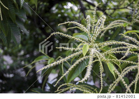 開花を始めた栗の花／ブナ科クリ属 81452001