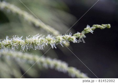 雄花が並んだ花穂のマクロ写真／ブナ科クリ属 81452002
