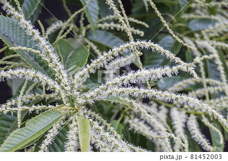 雄花の穂の付け根に雌花が咲く栗の花/ブナ科クリ属 雄花の穂の付け根に雌花が咲く栗の花/ブナ科クリ属 81452003