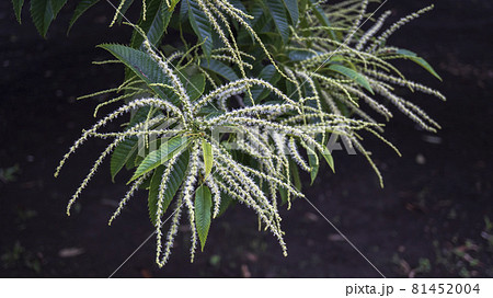 開花し始めた栗の花 ブナ科クリ属の写真素材