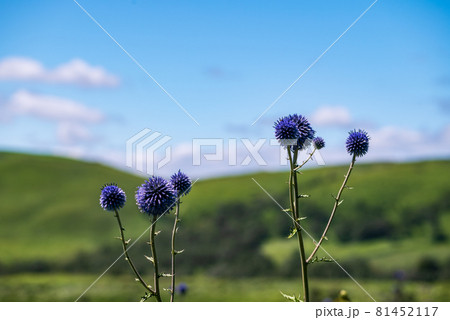 初秋の阿蘇五岳の風景をバックにヒゴタイの花が咲き誇る 初秋の阿蘇五岳の風景をバックにヒゴタイの花が咲き誇る 81452117