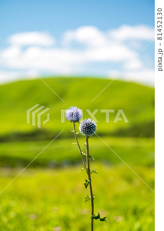 初秋の阿蘇五岳の風景をバックにヒゴタイの花が咲き誇る 81452130