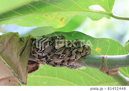 枝に巻き付く蛇の写真素材