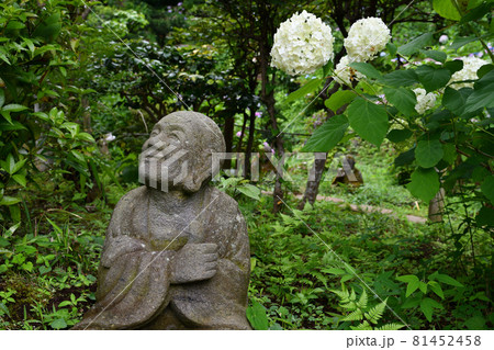 浄慶寺のアジサイ と五百羅漢 浄慶寺のアジサイ と五百羅漢 81452458