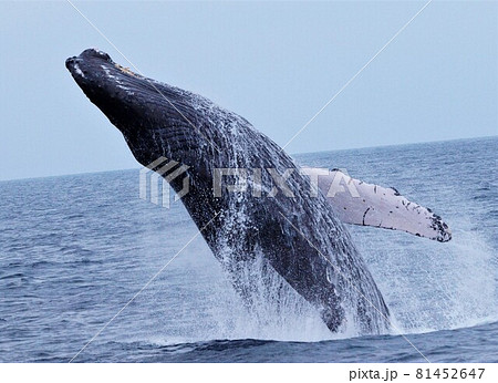 クジラのジャンプ 81452647