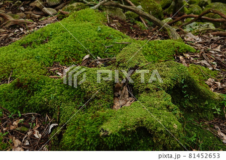 緑豊かな水苔 緑豊かな水苔 81452653