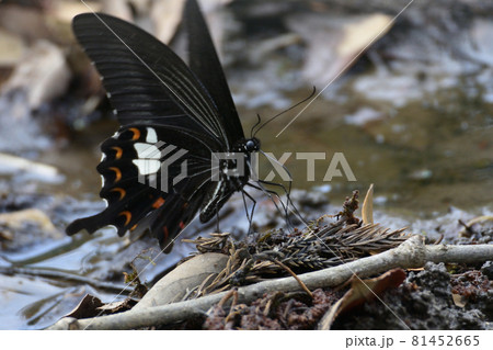 モンキアゲハが水溜りに降りて水を飲んでいる。 81452665