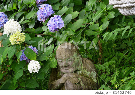 浄慶寺のアジサイ と五百羅漢 浄慶寺のアジサイ と五百羅漢 81452746