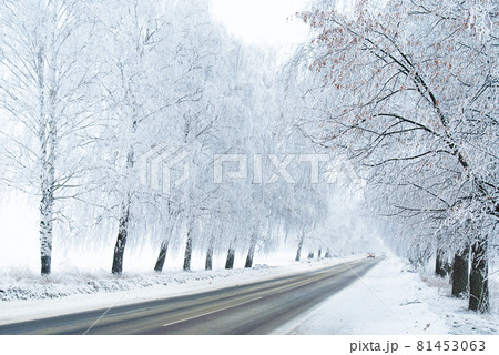 Rural frosted icy road among trees after snowstorm wintertime Rural frosted icy road among trees after snowstorm wintertime 81453063