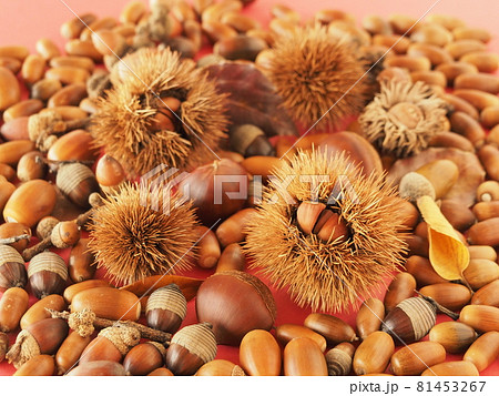 たくさんのドングリと栗 たくさんのドングリと栗 81453267