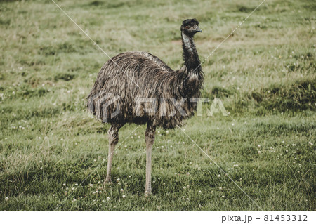 Emu bird (Dromaiinae) portrait in nature 81453312