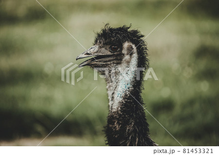 Emu bird (Dromaiinae) portrait in nature 81453321