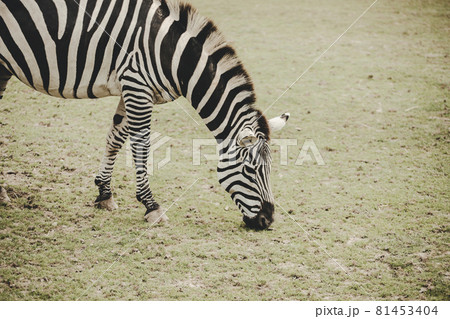Zebra (Equus) eating grass on savannah Zebra (Equus) eating grass on savannah 81453404