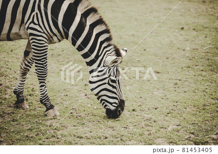 Zebra (Equus) eating grass on savannah Zebra (Equus) eating grass on savannah 81453405