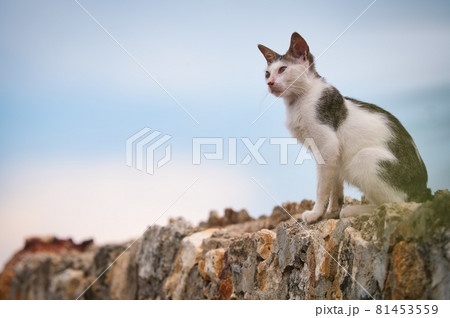 夕暮れ時に塀上で休む野良猫 81453559