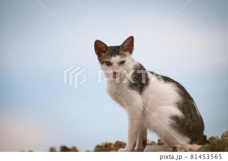 夕暮れ時に塀上で休む野良猫 夕暮れ時に塀上で休む野良猫 81453565