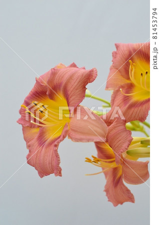 赤茶色のヘメロカリスの花　 81453794