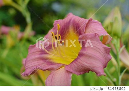 赤茶色のヘメロカリスの花　 81453802
