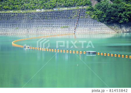 緑美しい神奈川県宮ヶ瀬湖の湖面 緑美しい神奈川県宮ヶ瀬湖の湖面 81453842