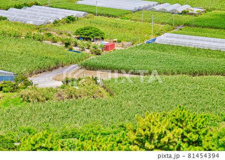 さとうきび畑 さとうきび畑 81454394