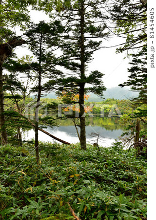 知床五湖遊歩道の風景 81454605